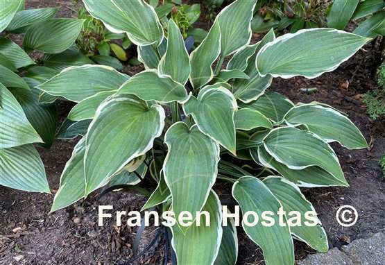 Hosta Libby